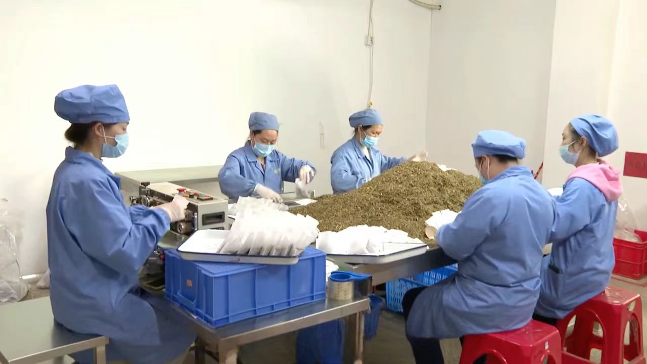药工陈小兰：传承好中医药炮制技艺