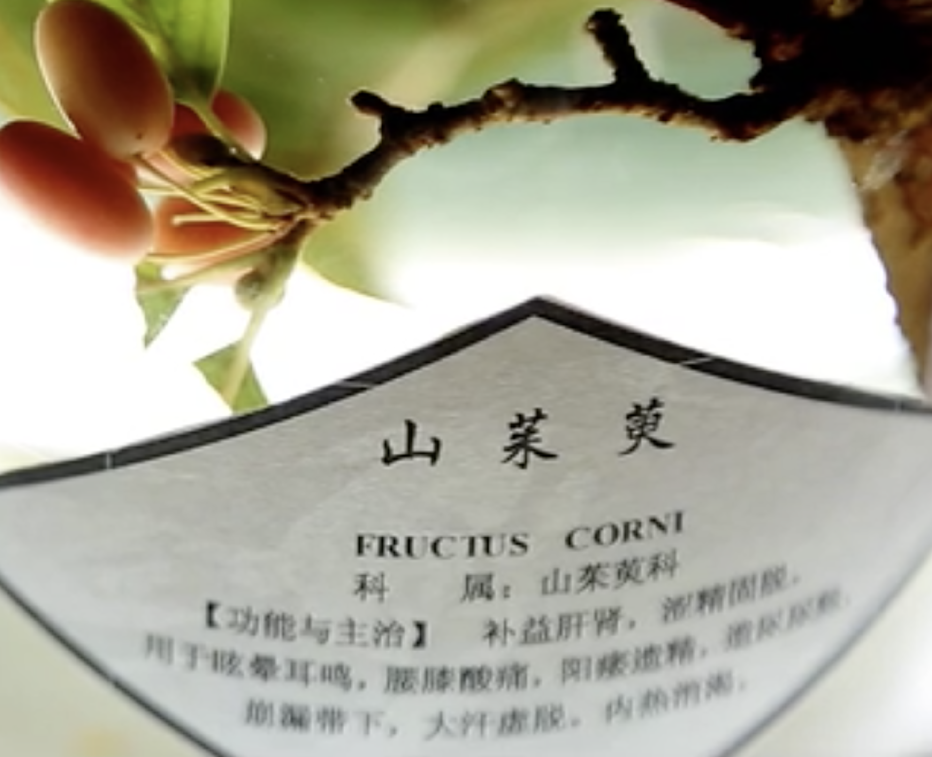 寻源道地药材——山茱萸